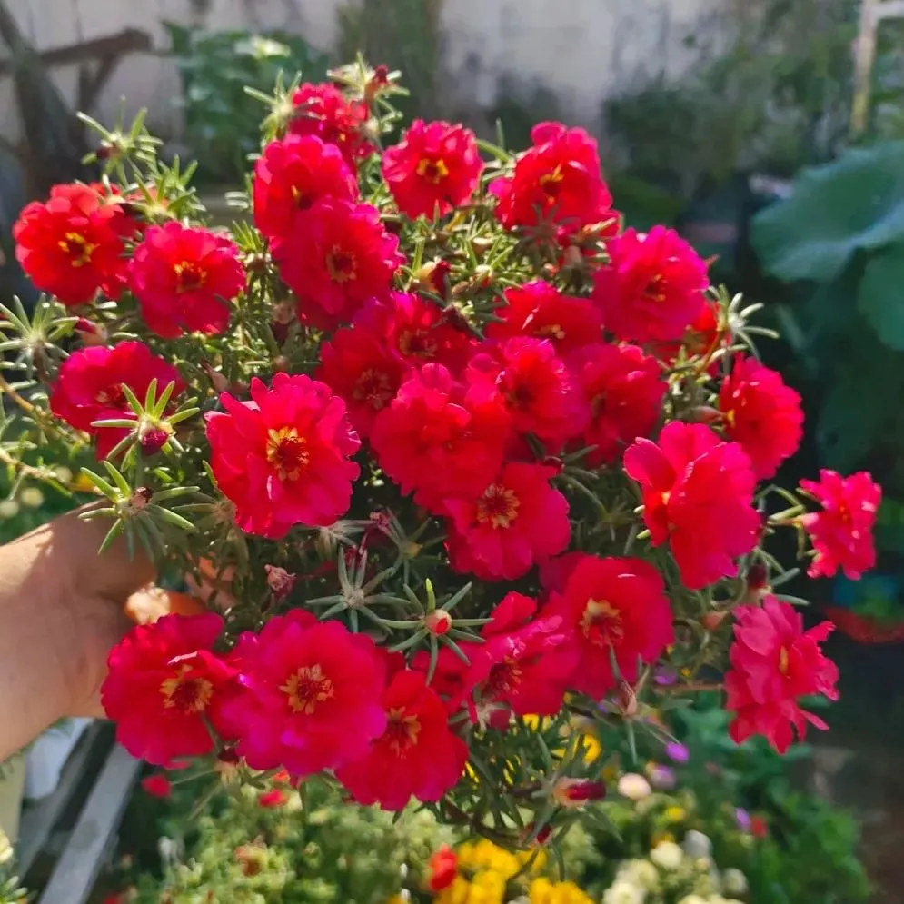 🌼Muti-color Moss Rose-Double Petal Sunflower