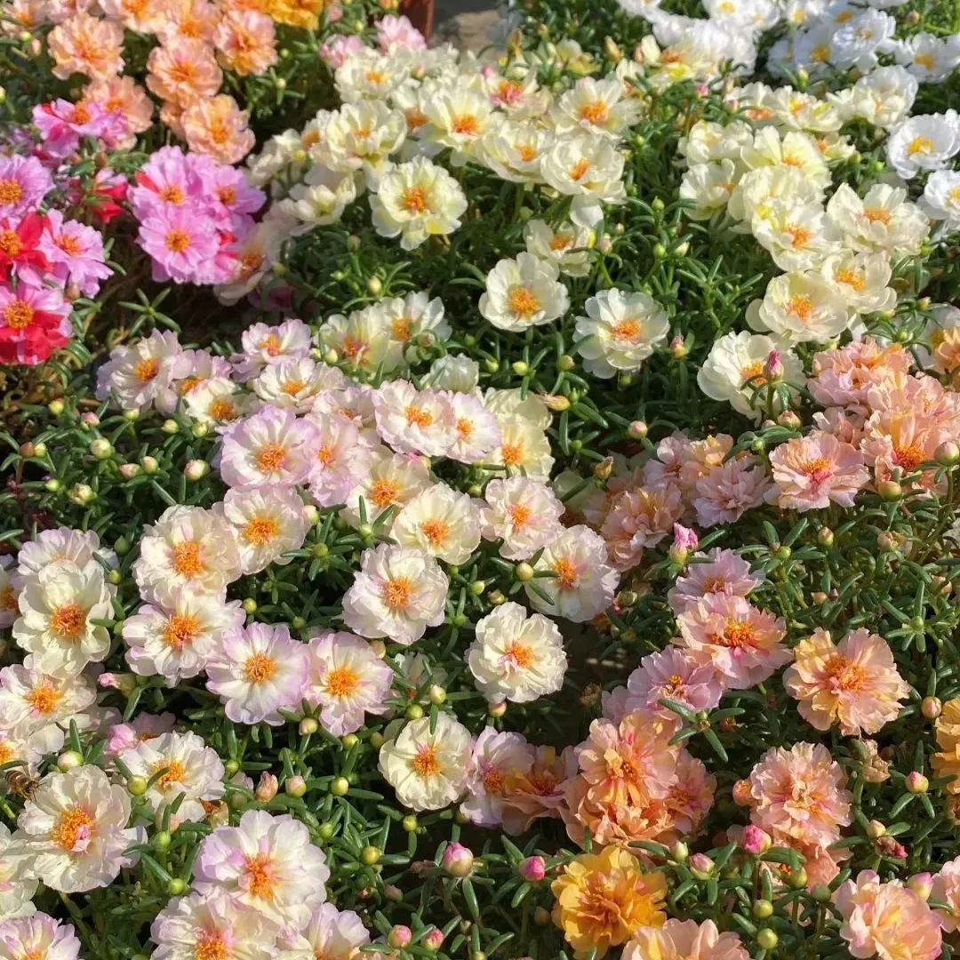 🌼Muti-color Moss Rose-Double Petal Sunflower