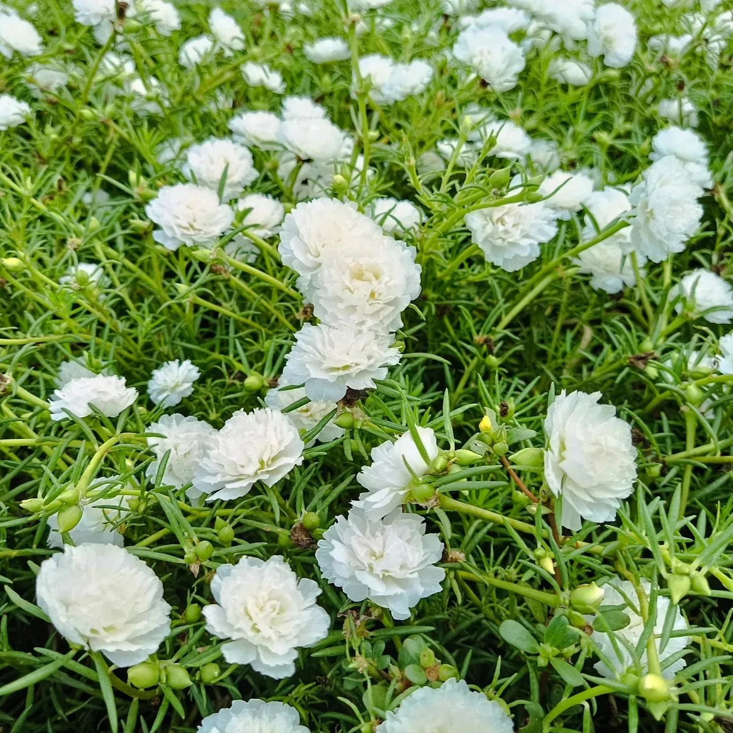 🌼Muti-color Moss Rose-Double Petal Sunflower