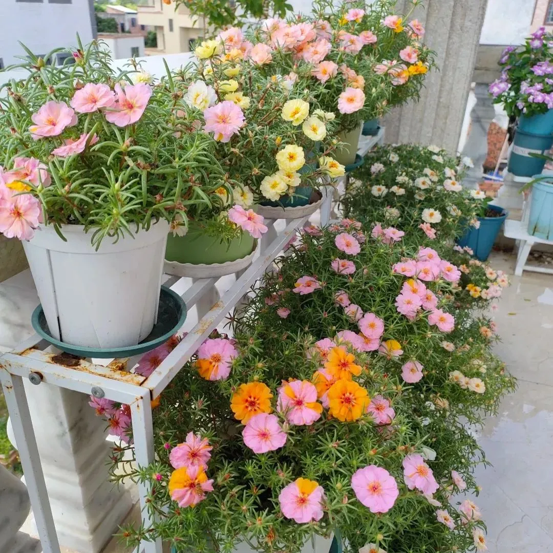 🌼Muti-color Moss Rose-Double Petal Sunflower