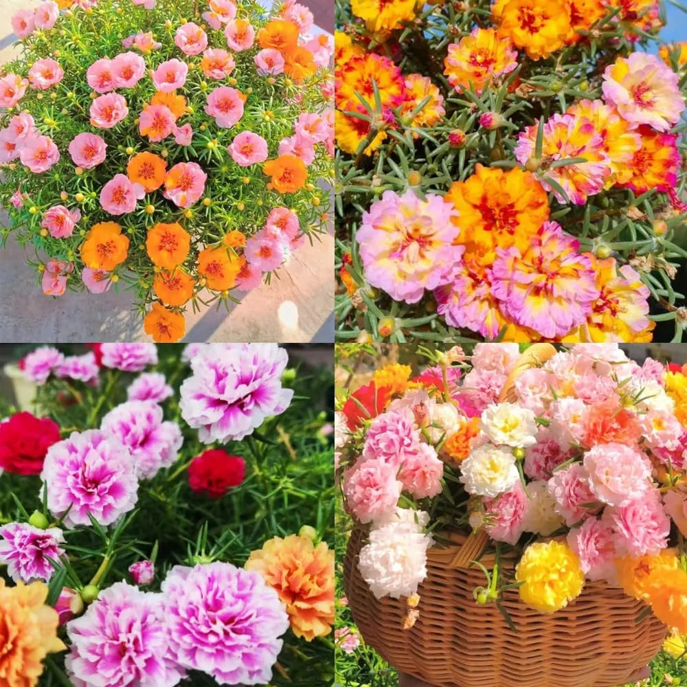 🌼Muti-color Moss Rose-Double Petal Sunflower