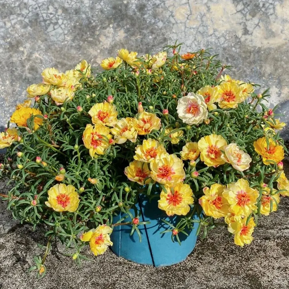 🌼Muti-color Moss Rose-Double Petal Sunflower
