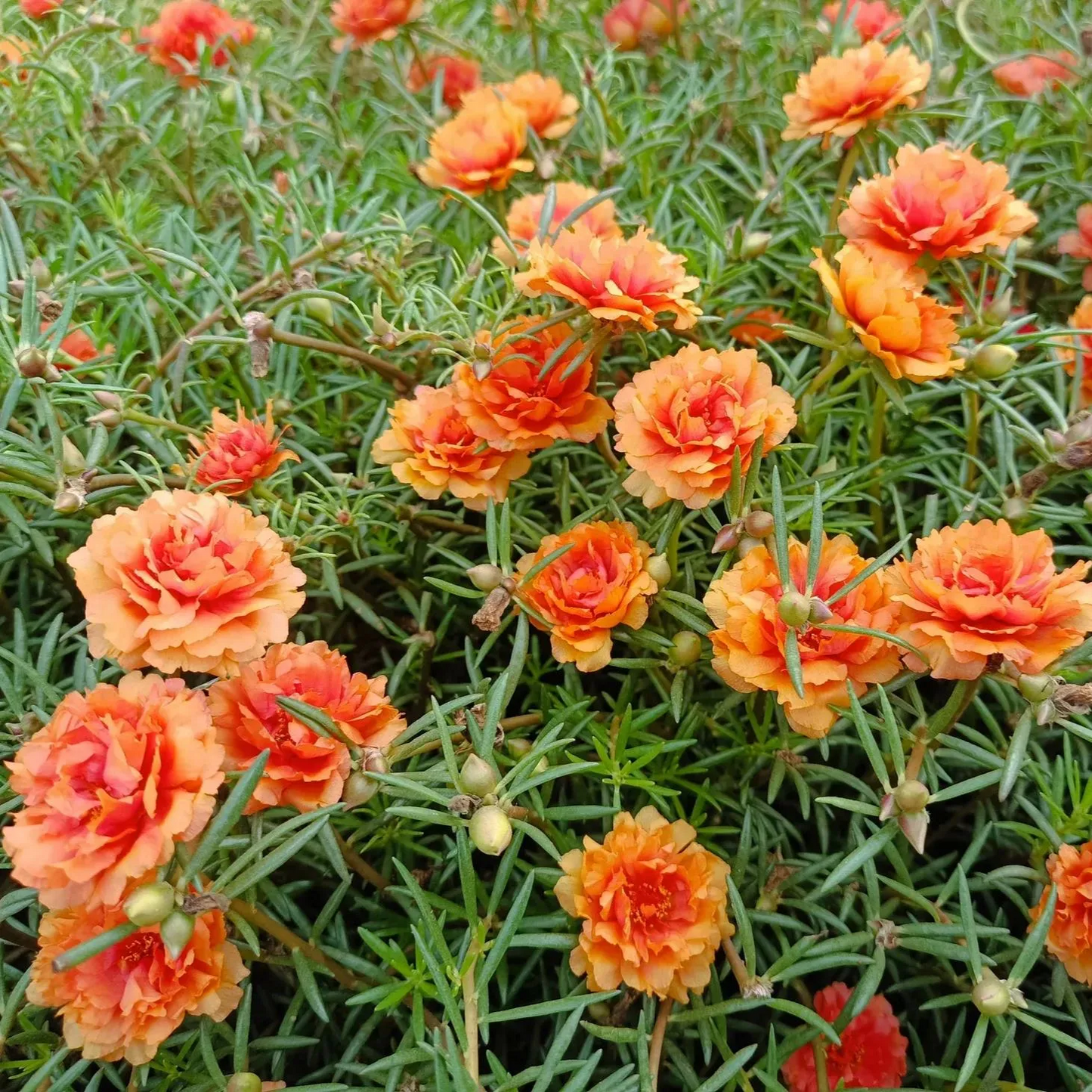 🌼Muti-color Moss Rose-Double Petal Sunflower