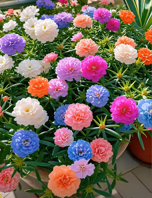 🌼Muti-color Moss Rose-Double Petal Sunflower