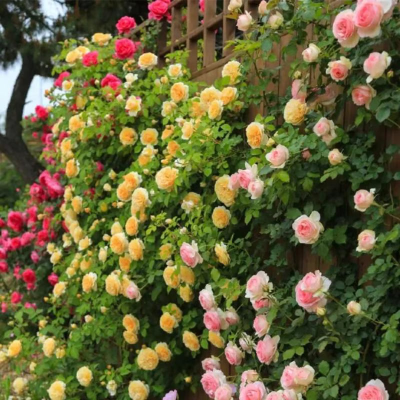 🌹【REPEATED FLOWERING】🌹CLIMBING ROSE SEEDS - HAPPINESS INCREASES