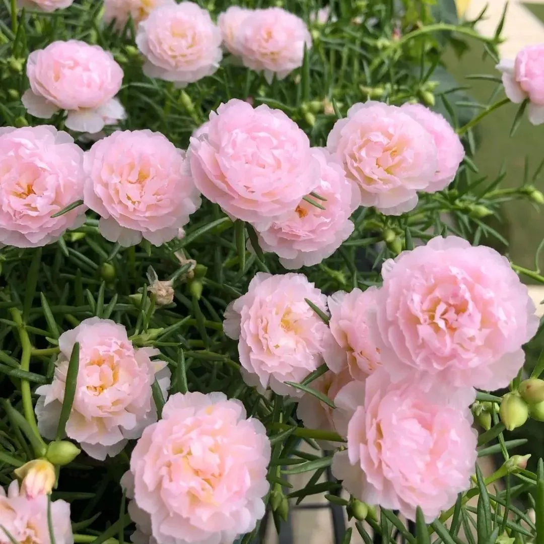 🌼Muti-color Moss Rose-Double Petal Sunflower