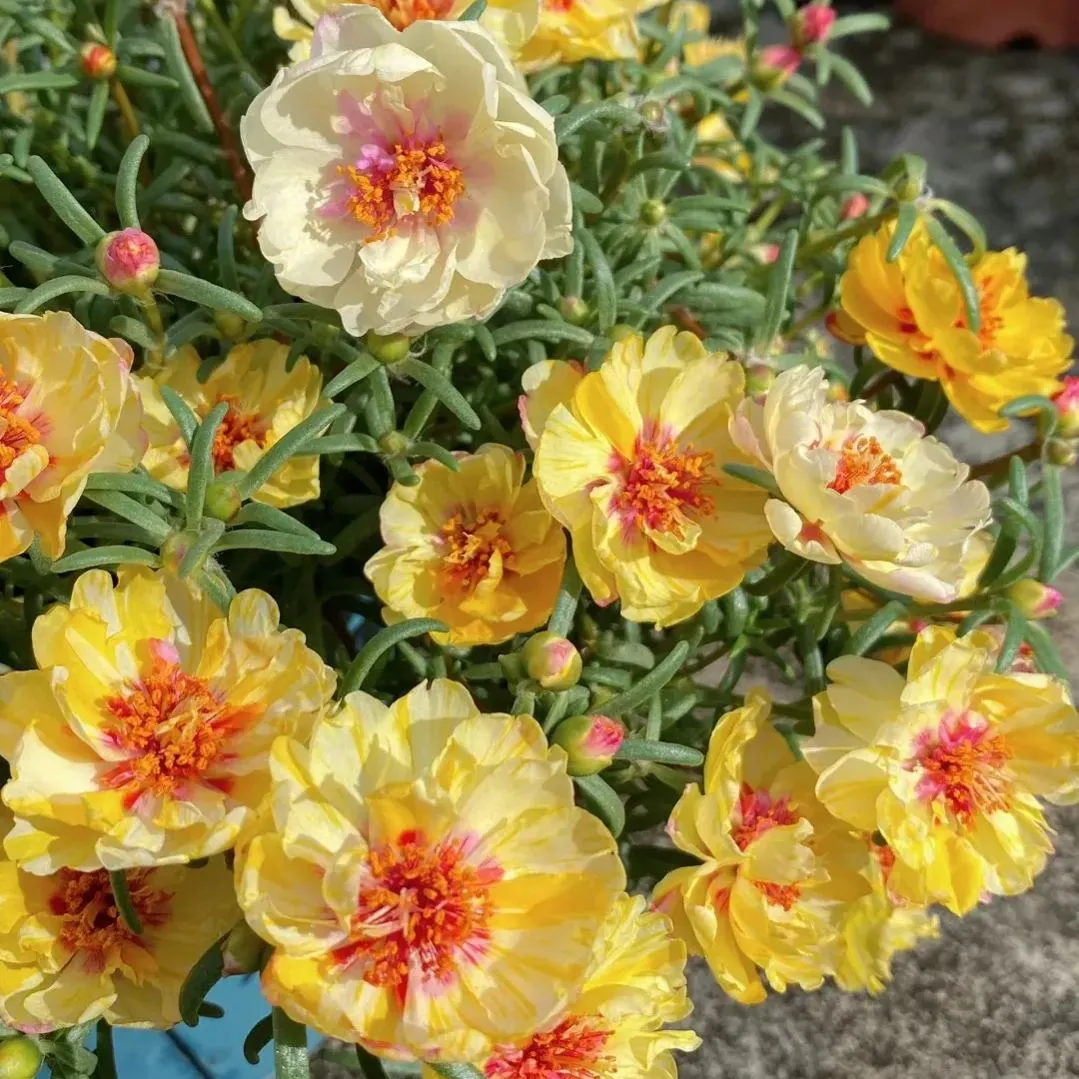 🌼Muti-color Moss Rose-Double Petal Sunflower