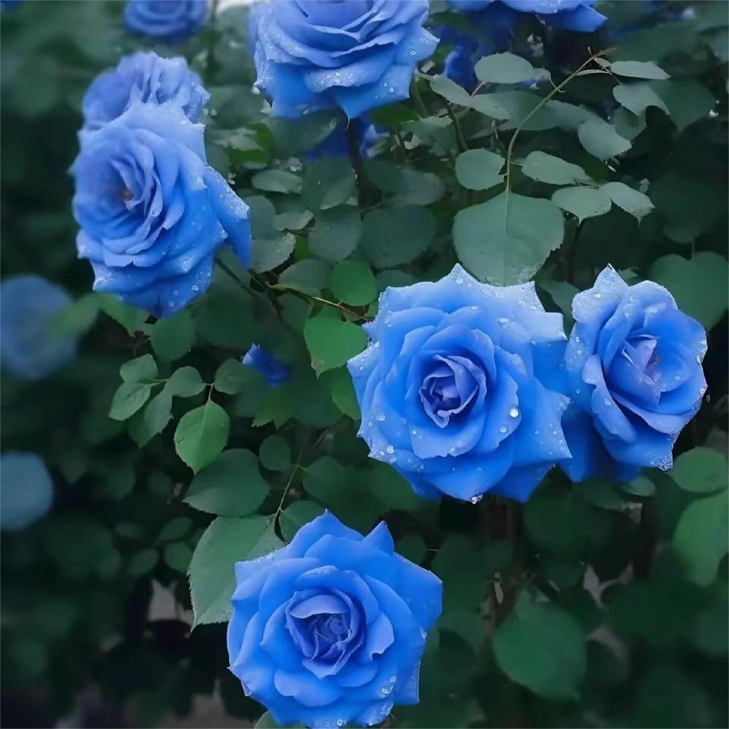 Blue Enchantress Roses - Rare