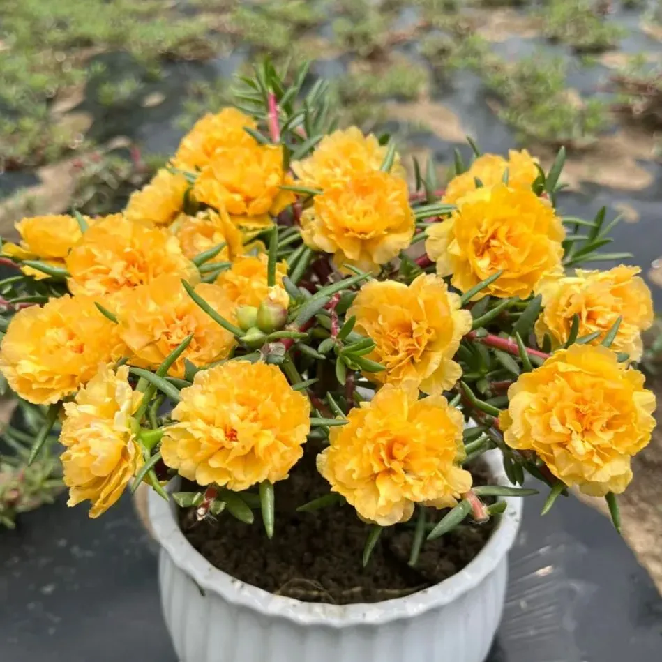 🌼Muti-color Moss Rose-Double Petal Sunflower