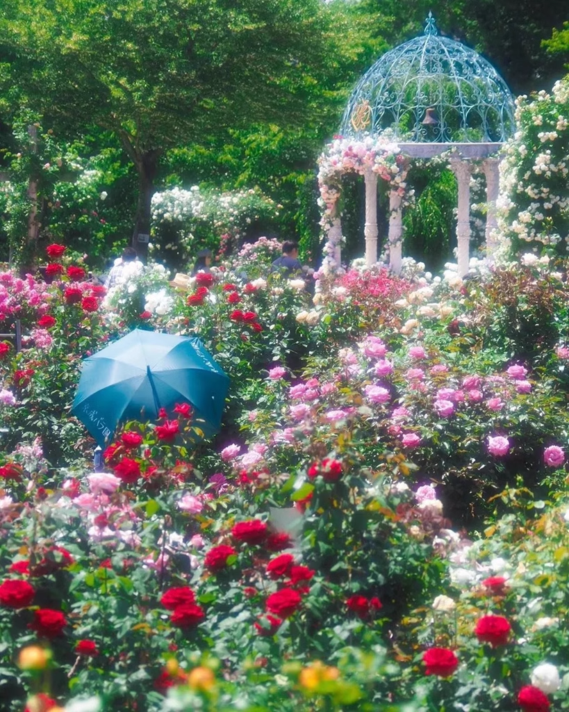 Mixed Color Rose Combination Seeds💐