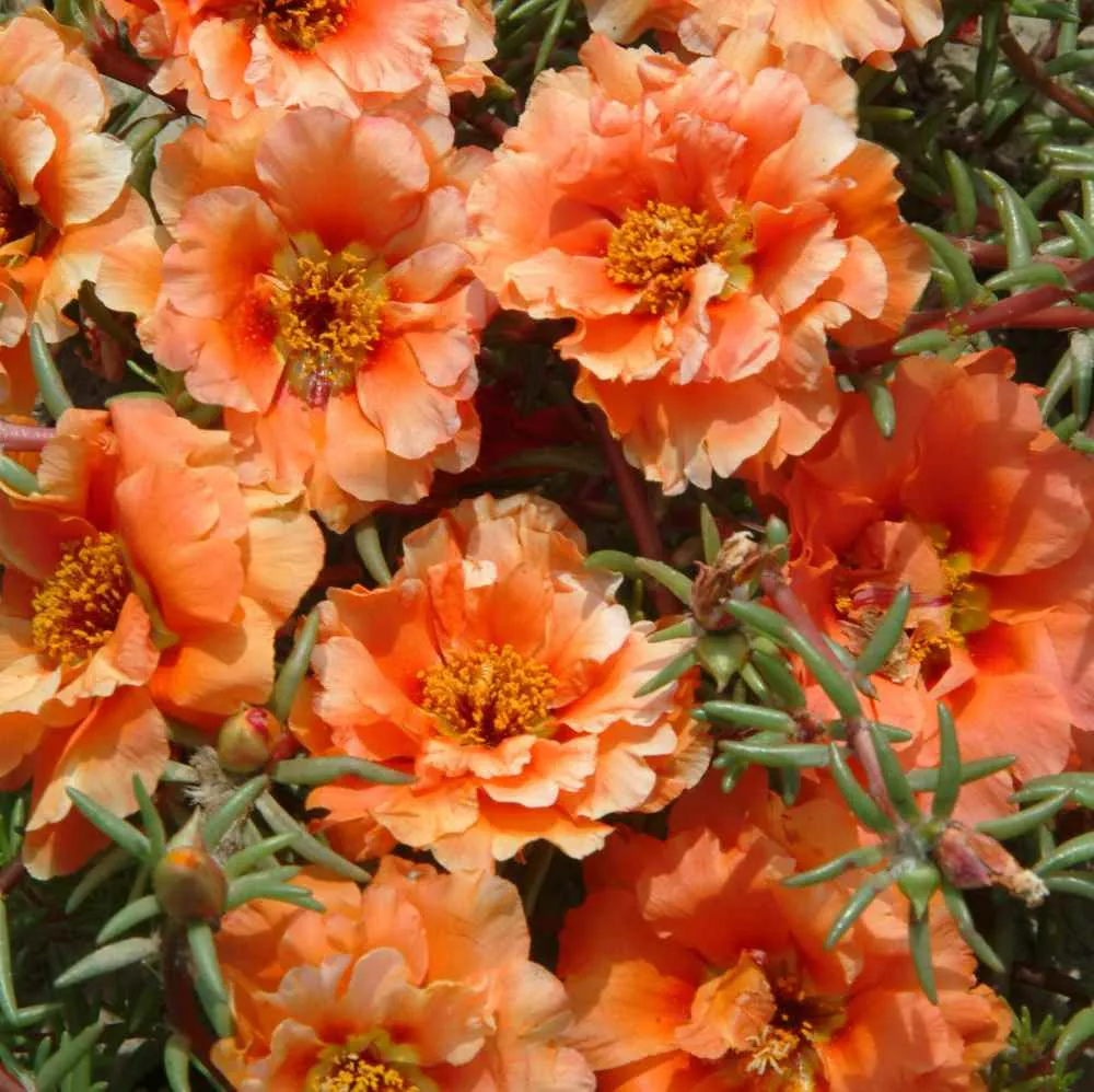 🌼Muti-color Moss Rose-Double Petal Sunflower