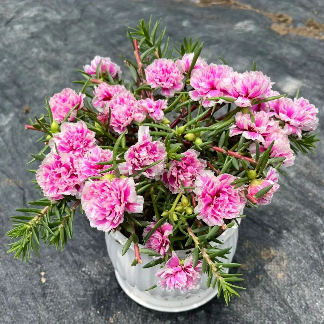 🌼Muti-color Moss Rose-Double Petal Sunflower