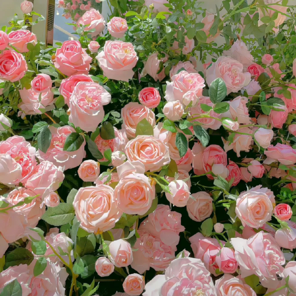🌹【REPEATED FLOWERING】🌹CLIMBING ROSE SEEDS - HAPPINESS INCREASES