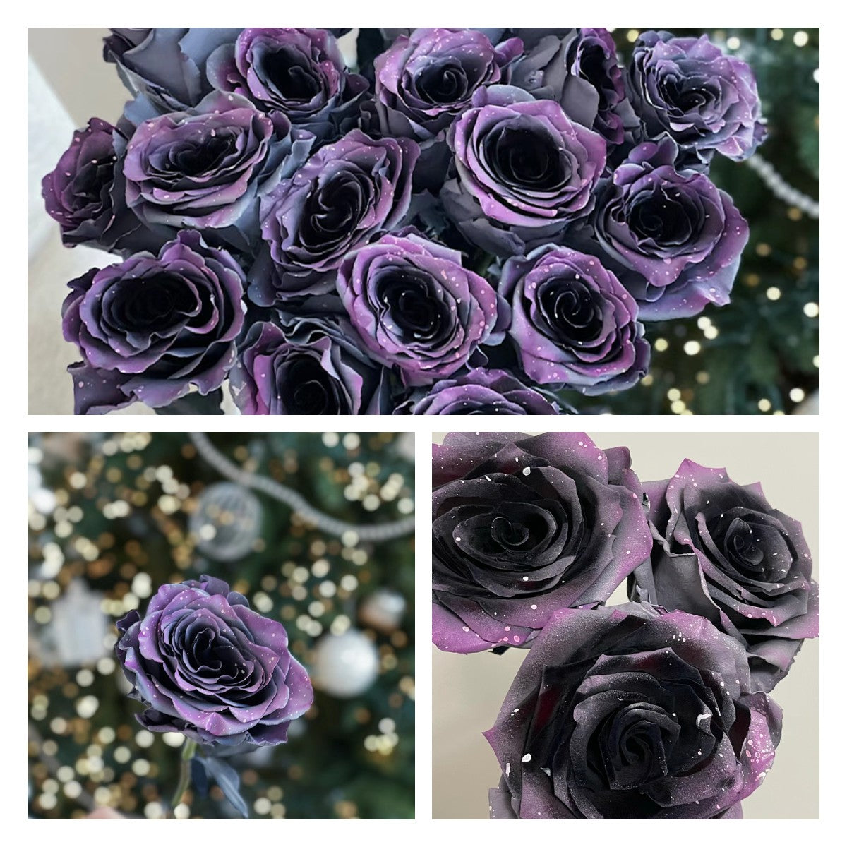 🌹Ecuadorian Roses - Rare Roses
