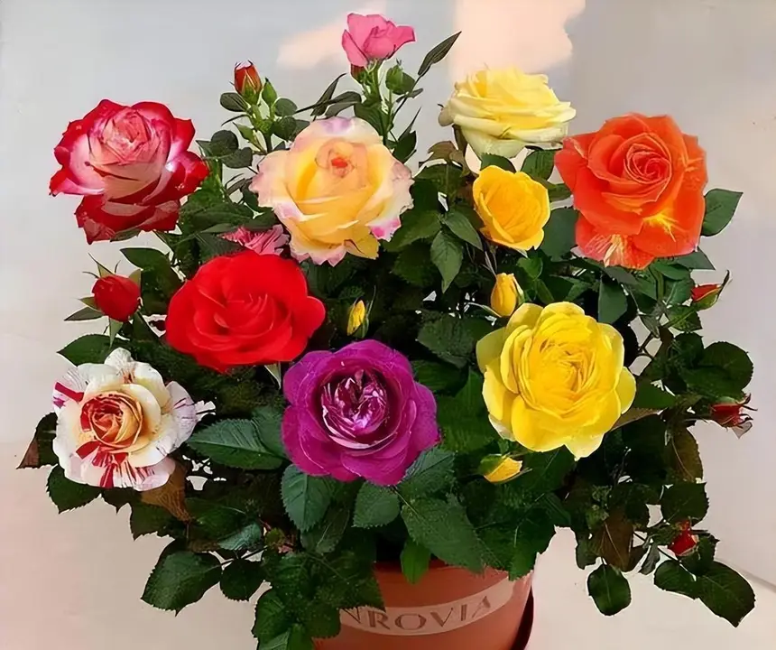 Mixed Color Rose Combination Seeds💐