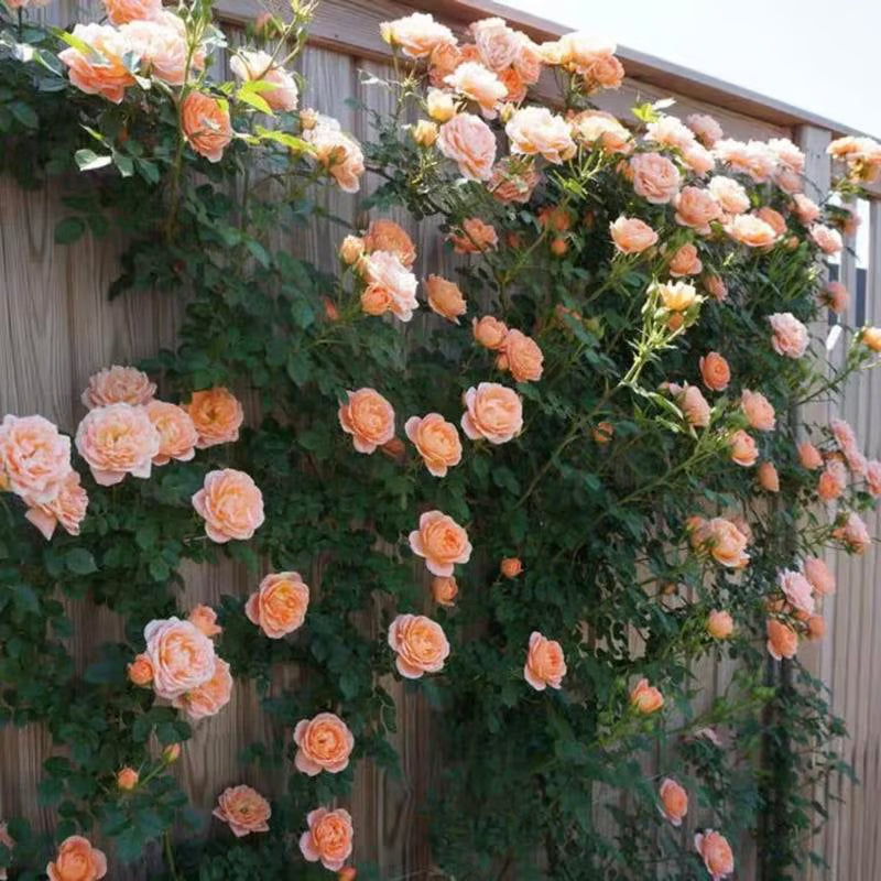 🌹【REPEATED FLOWERING】🌹CLIMBING ROSE SEEDS - HAPPINESS INCREASES