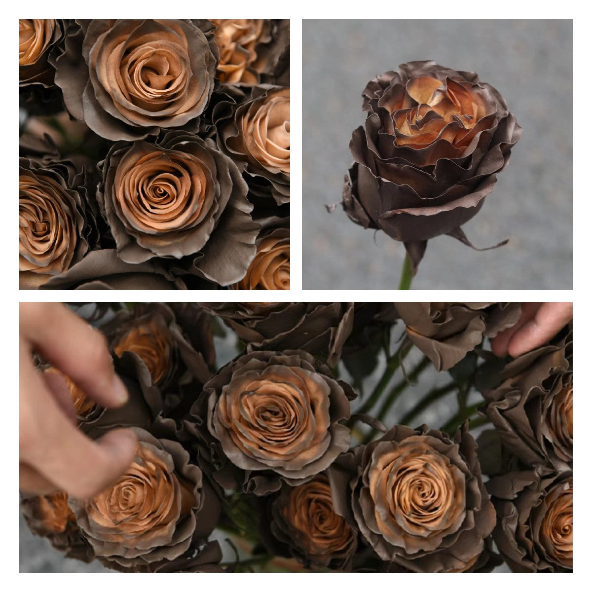 🌹Ecuadorian Roses - Rare Roses