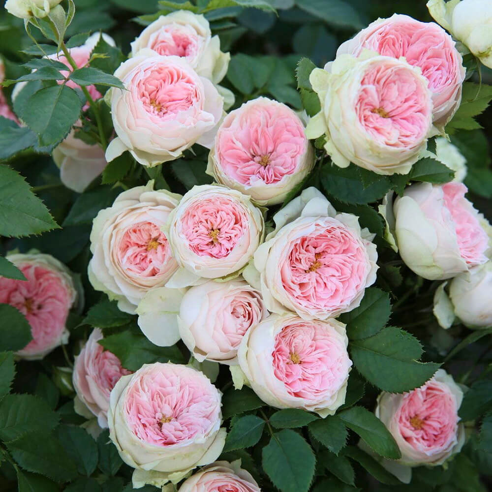 🌹【REPEATED FLOWERING】🌹CLIMBING ROSE SEEDS - HAPPINESS INCREASES