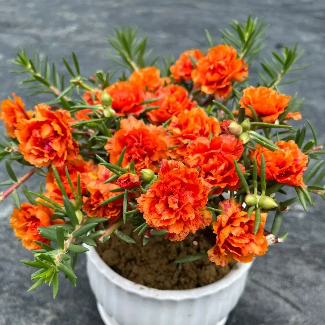 🌼Muti-color Moss Rose-Double Petal Sunflower