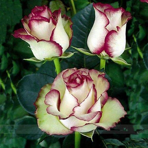 Ice Rose