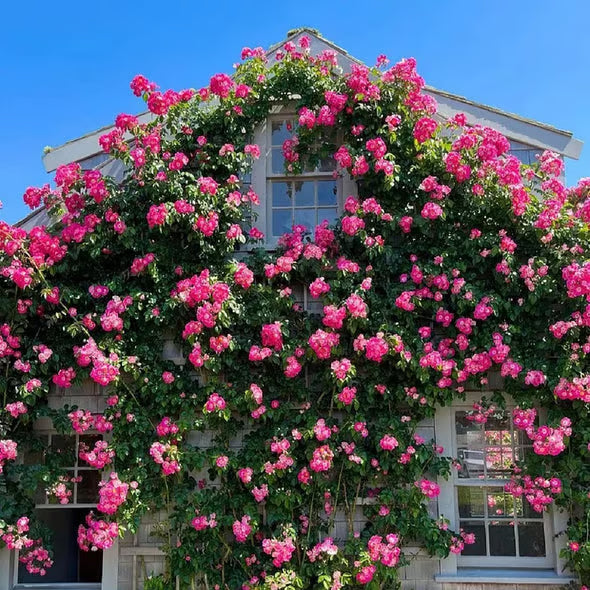 🌹【REPEATED FLOWERING】🌹CLIMBING ROSE SEEDS - HAPPINESS INCREASES