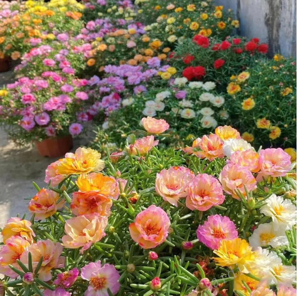 🌼Muti-color Moss Rose-Double Petal Sunflower