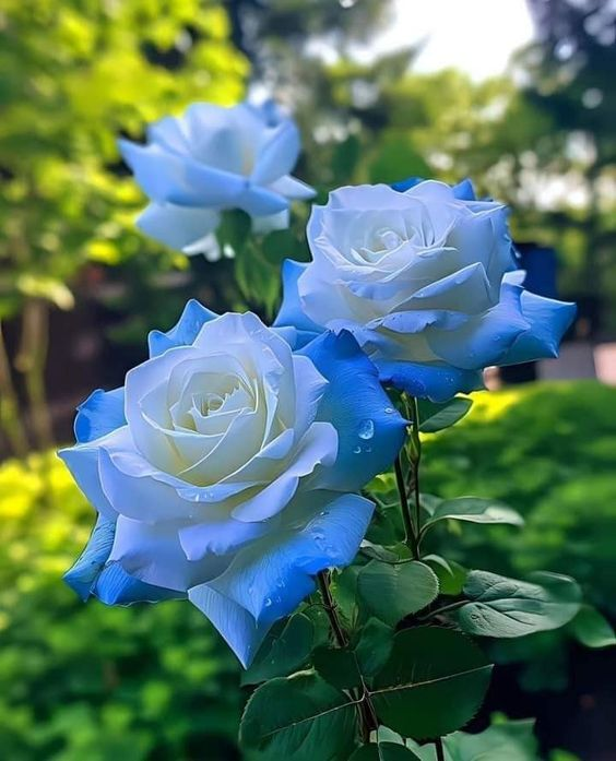 Broken Ice Blue Rose Seeds - Rare