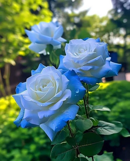 Broken Ice Blue Rose Seeds - Rare