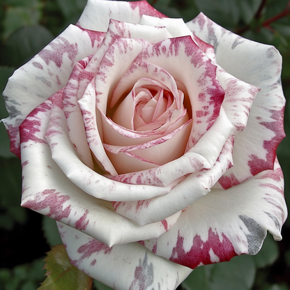 Rare Rose "Firebird" Seeds