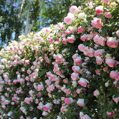 🌹【REPEATED FLOWERING】🌹CLIMBING ROSE SEEDS - HAPPINESS INCREASES