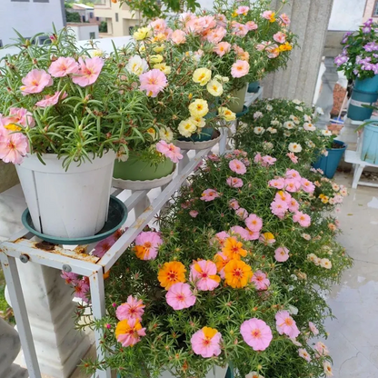 🌼Muti-color Moss Rose-Double Petal Sunflower