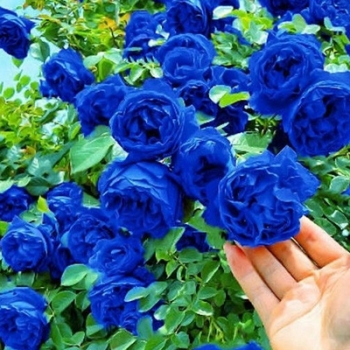 🌹【REPEATED FLOWERING】🌹CLIMBING ROSE SEEDS - HAPPINESS INCREASES