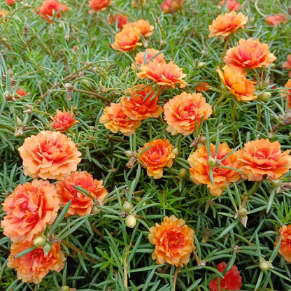 🌼Muti-color Moss Rose-Double Petal Sunflower