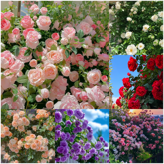 🌹【REPEATED FLOWERING】🌹CLIMBING ROSE SEEDS - HAPPINESS INCREASES