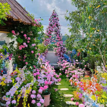🌹【REPEATED FLOWERING】🌹CLIMBING ROSE SEEDS - HAPPINESS INCREASES