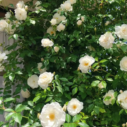 🌹【REPEATED FLOWERING】🌹CLIMBING ROSE SEEDS - HAPPINESS INCREASES