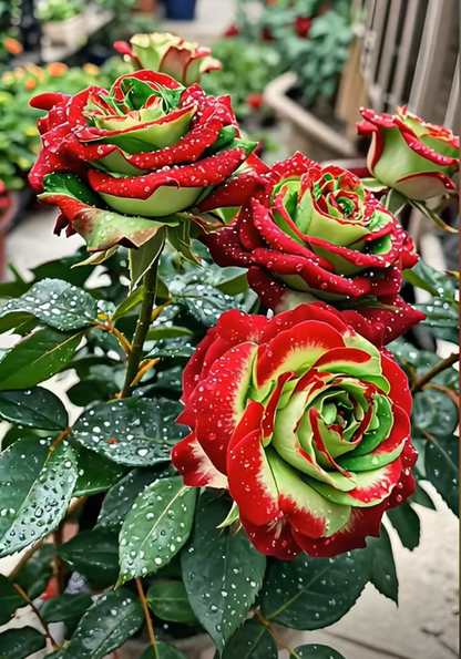 Scottish Red and Green Rose Seeds