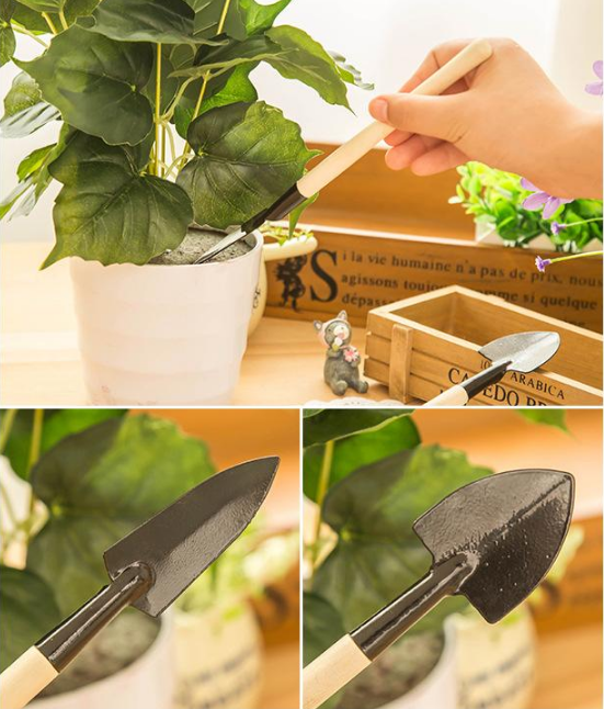 LOVILDS  ✨Hydroponic Rose Bulbs -Enchanting Fragrant🌹Can be grown in water or soil