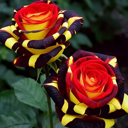 Rare Rose "Firebird" Seeds