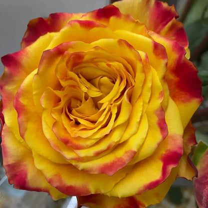 Rare Rose "Firebird" Seeds