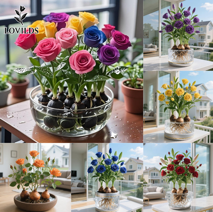 LOVILDS  ✨Hydroponic Rose Bulbs -Enchanting Fragrant🌹Can be grown in water or soil