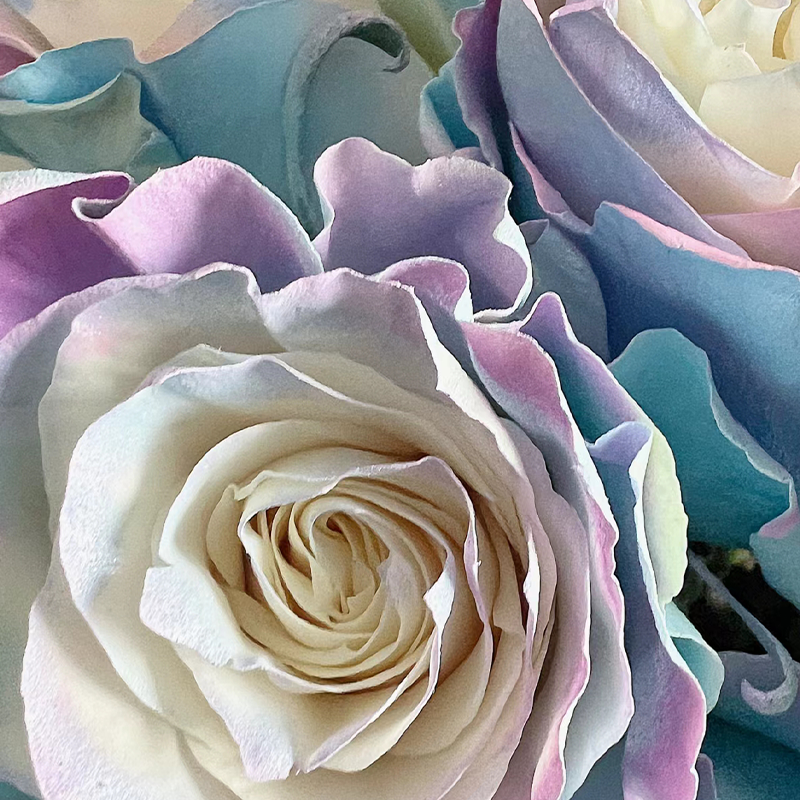 🌹Rare Rose - Fairy Tale