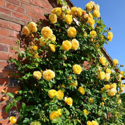 🌹【REPEATED FLOWERING】🌹CLIMBING ROSE SEEDS - HAPPINESS INCREASES