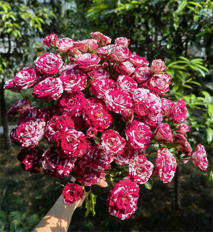 Rare Twin Rose - Love Bubble Rose