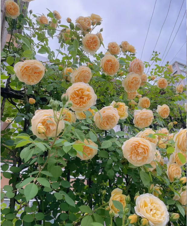 🌹【REPEATED FLOWERING】🌹CLIMBING ROSE SEEDS - HAPPINESS INCREASES