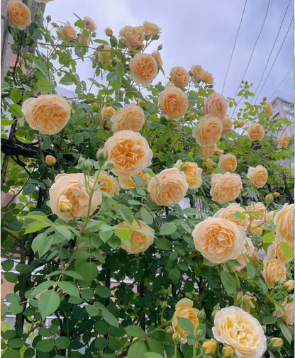 🌹【REPEATED FLOWERING】🌹CLIMBING ROSE SEEDS - HAPPINESS INCREASES