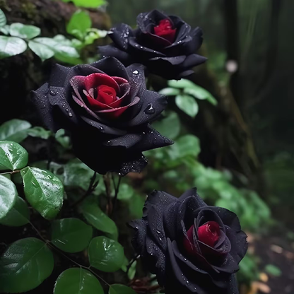 Rare Rose "Firebird" Seeds