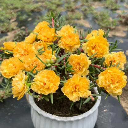 🌼Muti-color Moss Rose-Double Petal Sunflower