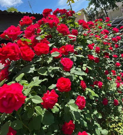 🌹【REPEATED FLOWERING】🌹CLIMBING ROSE SEEDS - HAPPINESS INCREASES