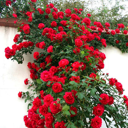 🌹【REPEATED FLOWERING】🌹CLIMBING ROSE SEEDS - HAPPINESS INCREASES